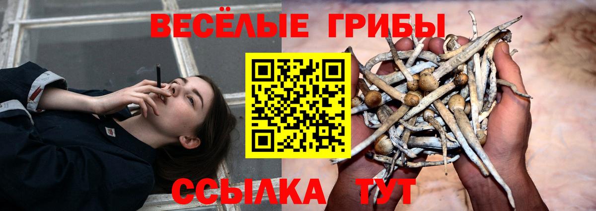 что такое   Краснодар  Псилоцибиновые грибы Magic Shrooms  Псилоцибиновые грибы Psilocybine cubensis 